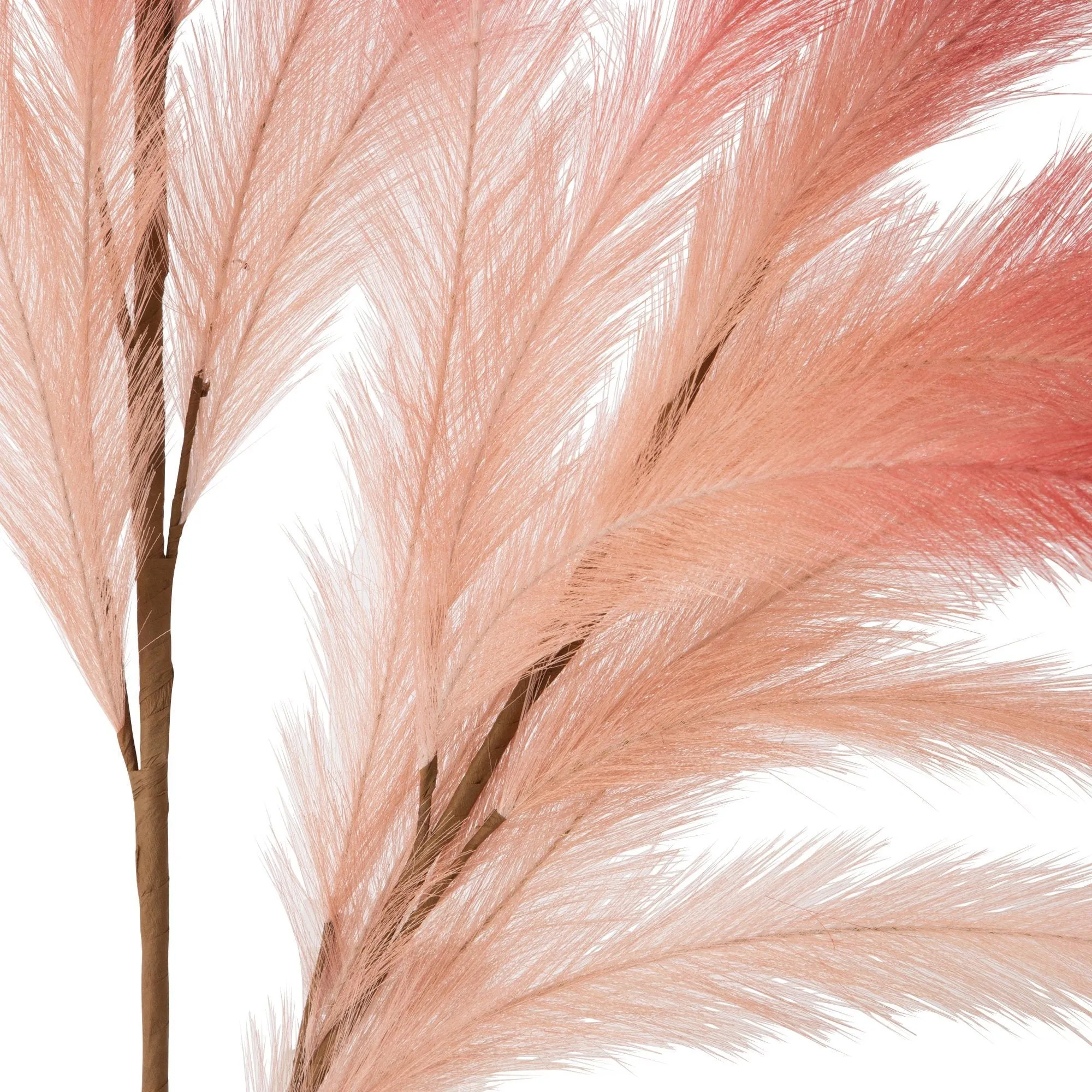 Art Plants Pampas Pink  X Red